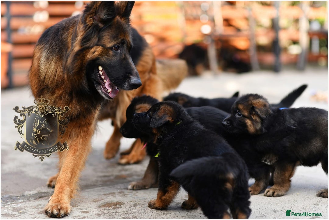 German Shepherd dogs for sale: BRUSAVENBERG LITTER DUE 3rd WEEK of JANUARY 2026 - Advert 11