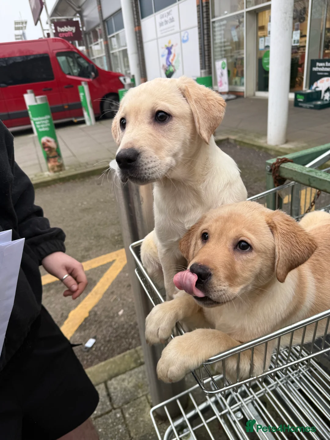 Labrador Retriever dogs for sale: Labrador puppys - Advert 6