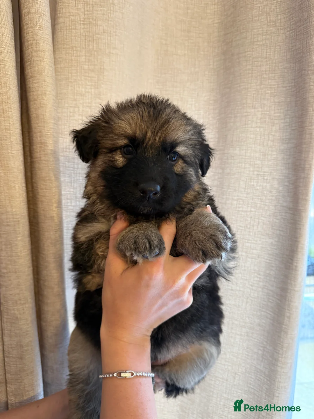 German Shepherd dogs for sale: German Shepherd Puppies - Advert 28