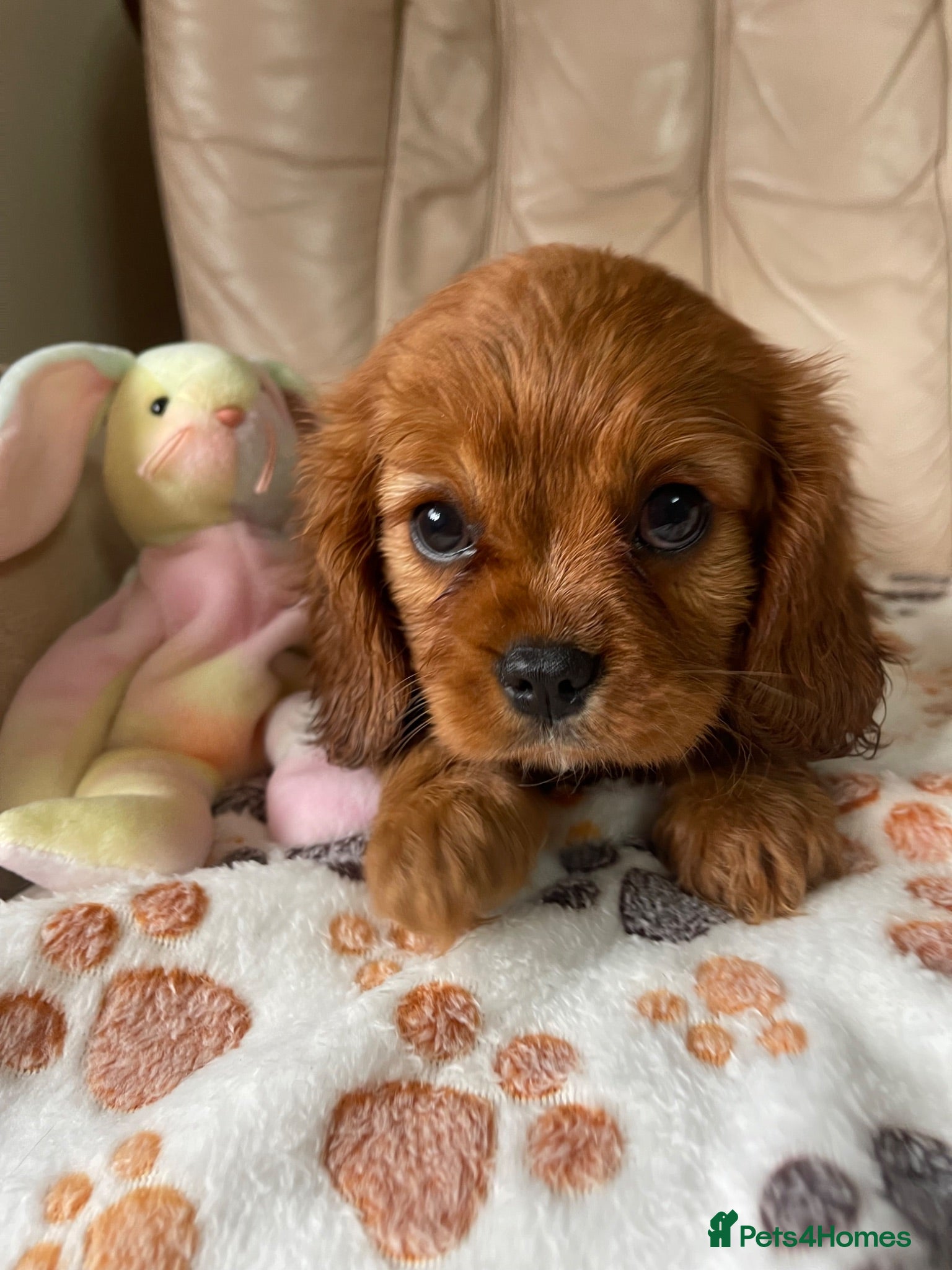 Cavalier King Charles Spaniel dogs Ready to leave Cavalier King Charles spaniels - Advert 2