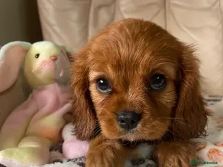 Cavalier King Charles Spaniel dogs Ready to leave Cavalier King Charles spaniels - Advert 2