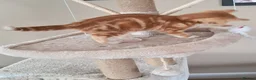 Mixed Breed cats for sale: Rare beautiful ginger tabby girl in Harlow - Advert 16