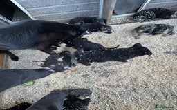 German Shepherd dogs for sale: German shepherd puppies  - Advert 39