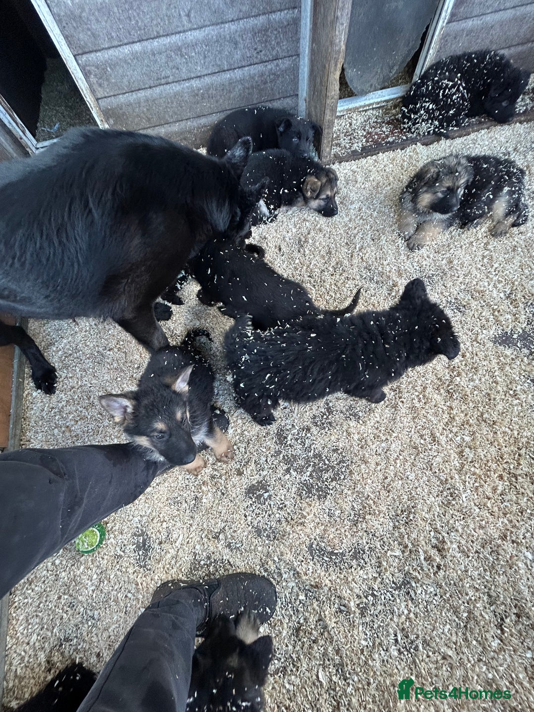 German Shepherd dogs for sale: German shepherd puppies  - Advert 39