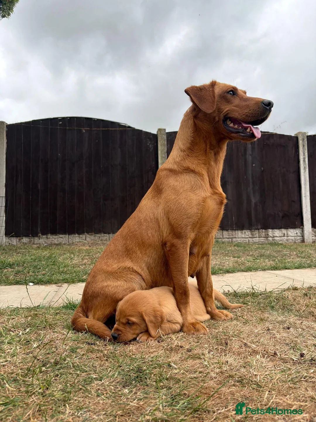 Labrador Retriever dogs for sale: ONE BOY LEFT - READY TO LEAVE NOW.  - Advert 2
