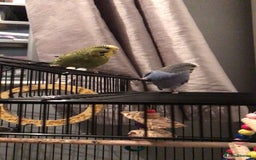 Budgerigars birds for sale: 2 Budgies - Image 3