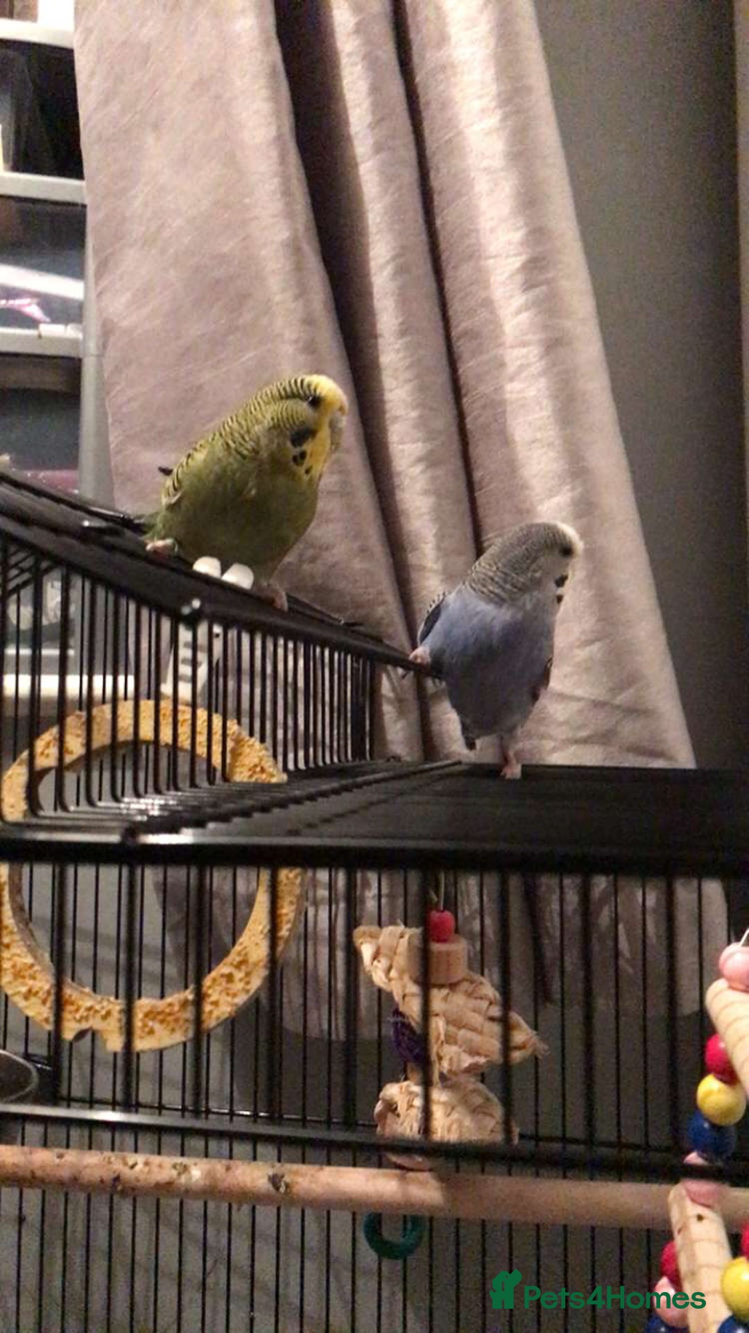 Budgerigars birds for sale: 2 Budgies - Image 3