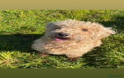 Schnoodle dogs for sale: Beautiful Schnoodle puppys - Image 2