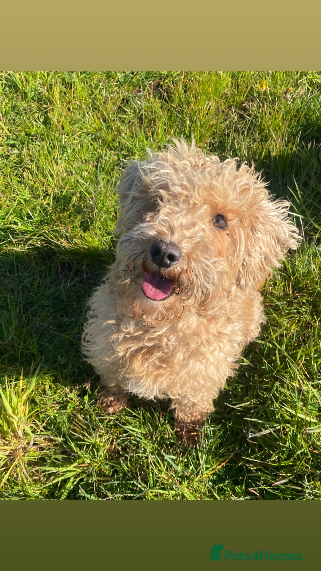 Schnoodle dogs for sale: Beautiful Schnoodle puppys - Image 2