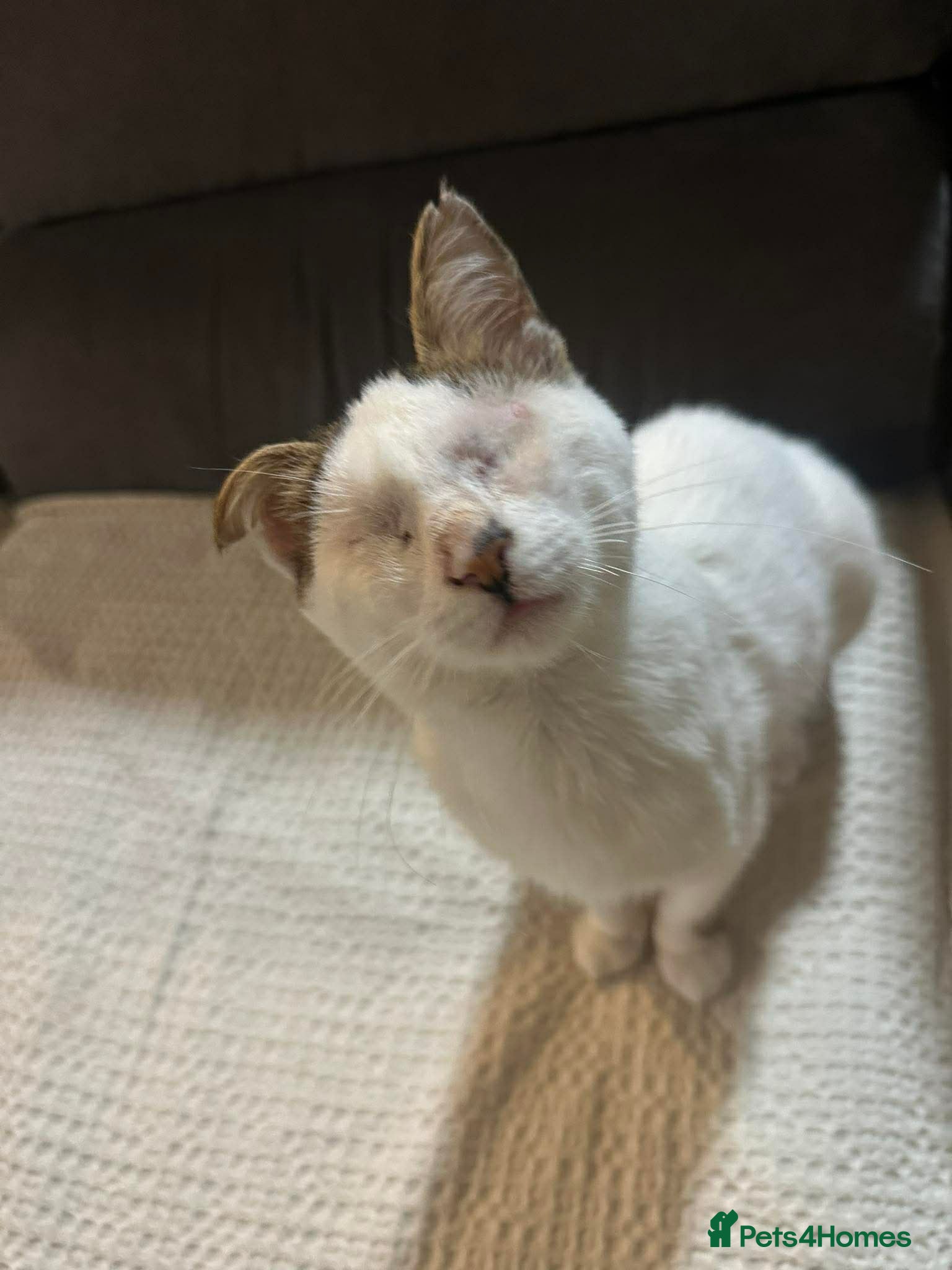 Mixed Breed cats for adoption: Charlie the cuddlebug - Advert 4
