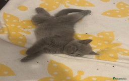 Scottish Fold cats for sale: Stunning Scottish fold and straight kittens - Image 10