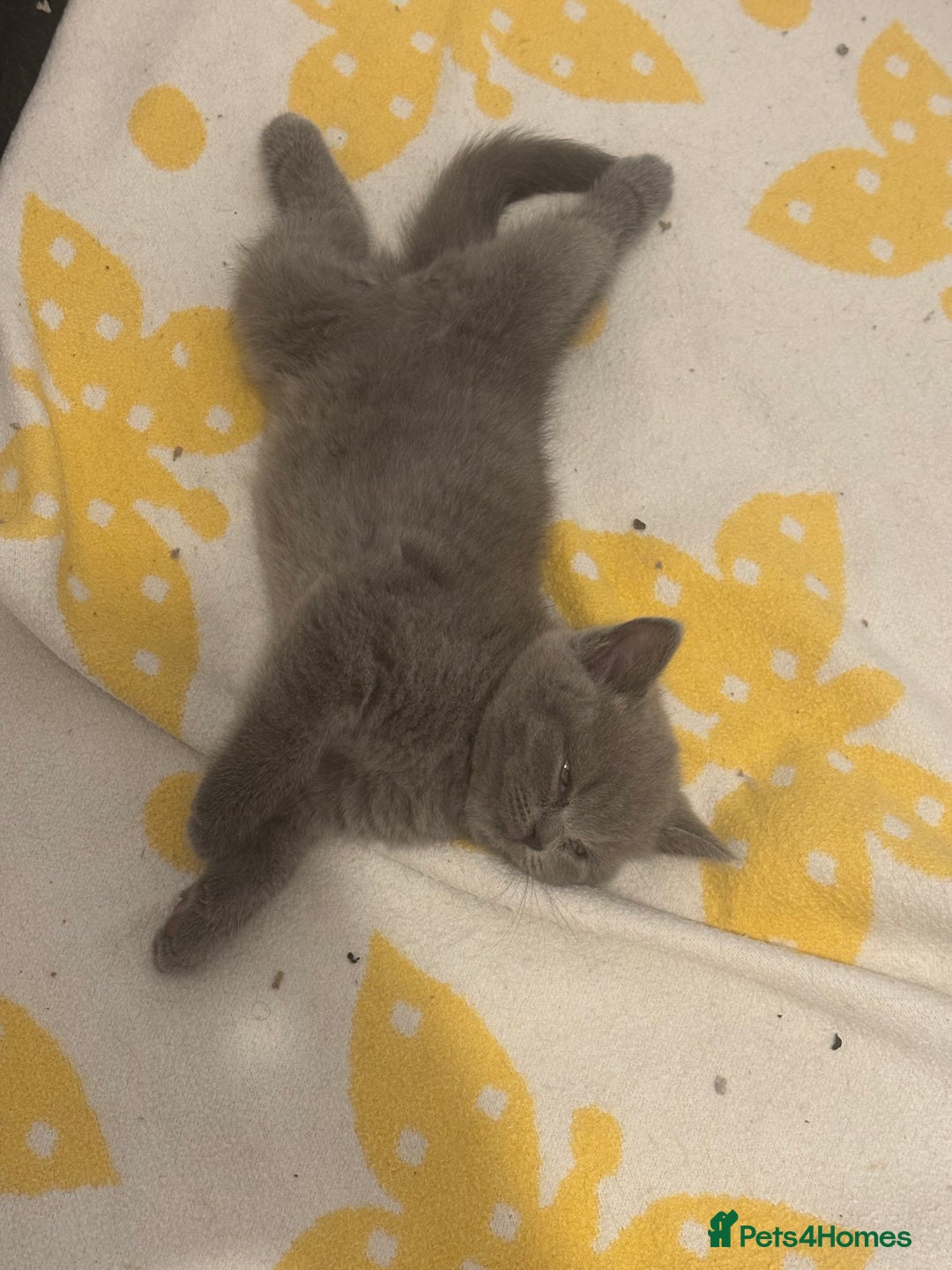 Scottish Fold cats for sale: Stunning Scottish fold and straight kittens - Image 10