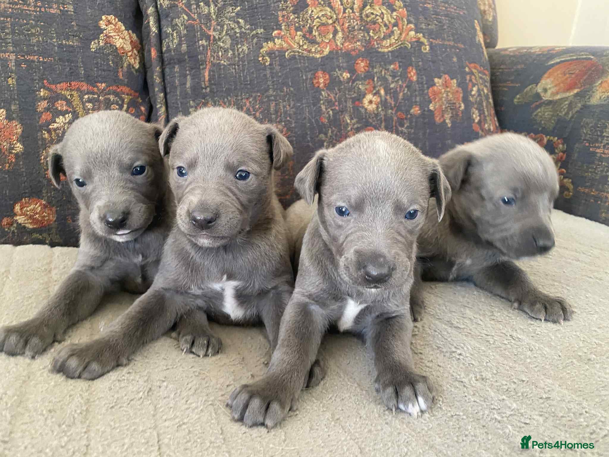 Whippet dogs 4 beautiful whippet puppies - Advert 1