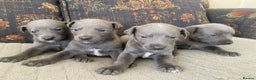 Whippet dogs for sale: 4 beautiful whippet puppies - Advert 8