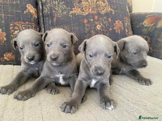 Whippet dogs 4 beautiful whippet puppies - Advert 1