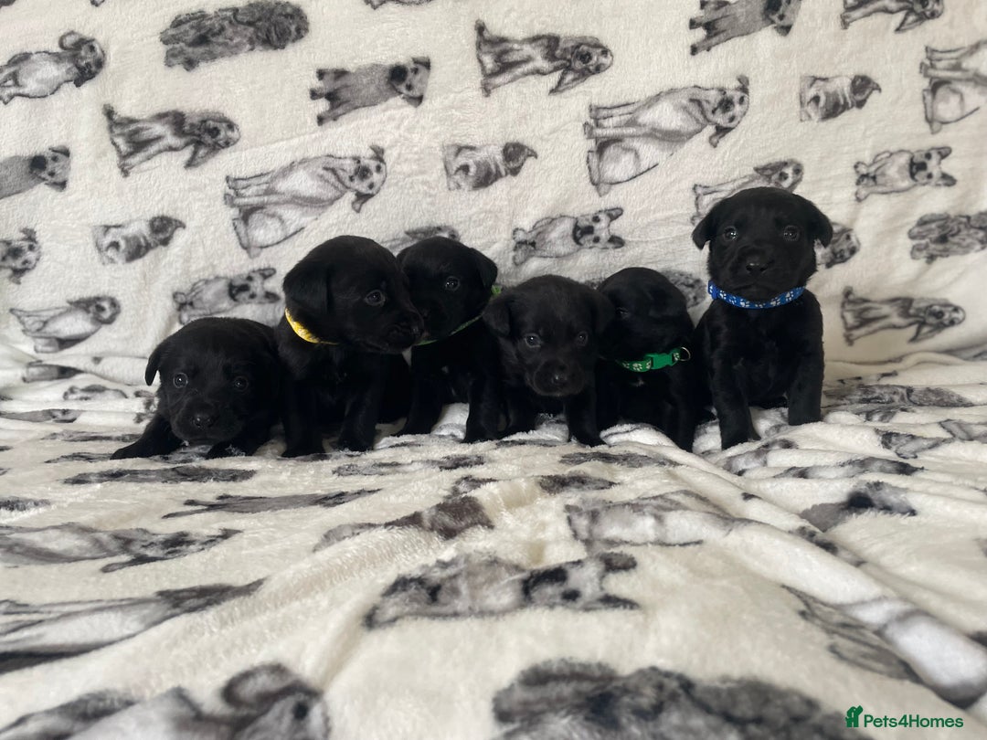 Labrador Retriever dogs for sale: Beautiful Labrador puppy’s  - Advert 5
