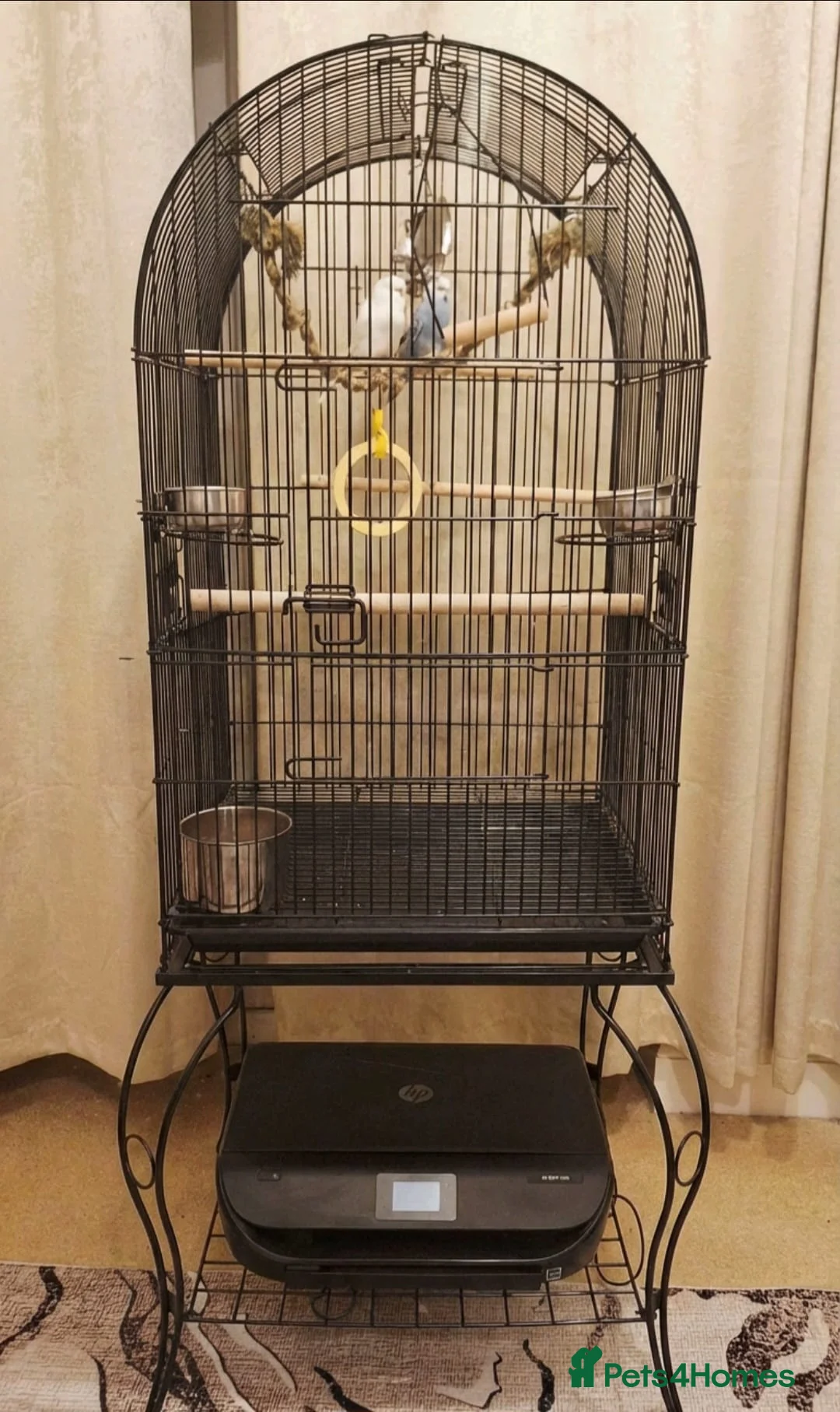 Budgerigars birds for sale: Male and female bonded Budgies need new home - Advert 5