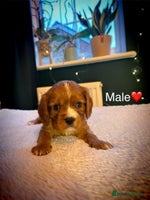 Cavalier King Charles Spaniel dogs 🫶🏻 Cavalier King Charles 🐶 - Advert 13