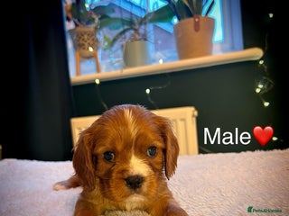 Cavalier King Charles Spaniel dogs 🫶🏻 Cavalier King Charles 🐶 - Advert 1