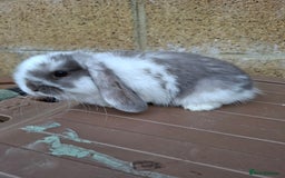 Mini Lop rabbits for sale: Mini lop girls for sale - Image 5