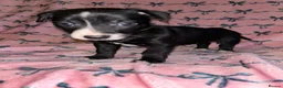 Chihuahua dogs for sale: Beautiful Chihuahua puppies - Advert 3