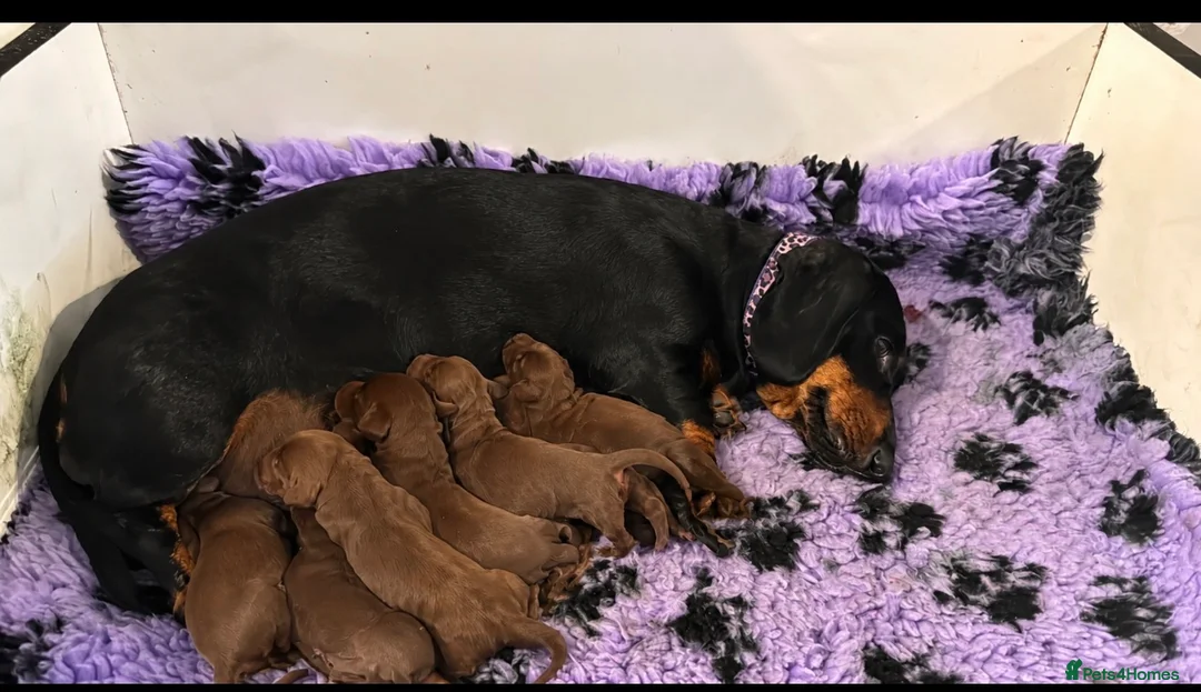 Miniature Dachshund dogs for sale: Beautiful Miniature Dachshund - Advert 1