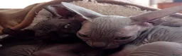 Sphynx cats for sale: Beutiful sphynx Kittens  - Advert 6