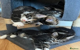 Domestic Shorthair cats for sale: 5 kittens on sale - Image 4