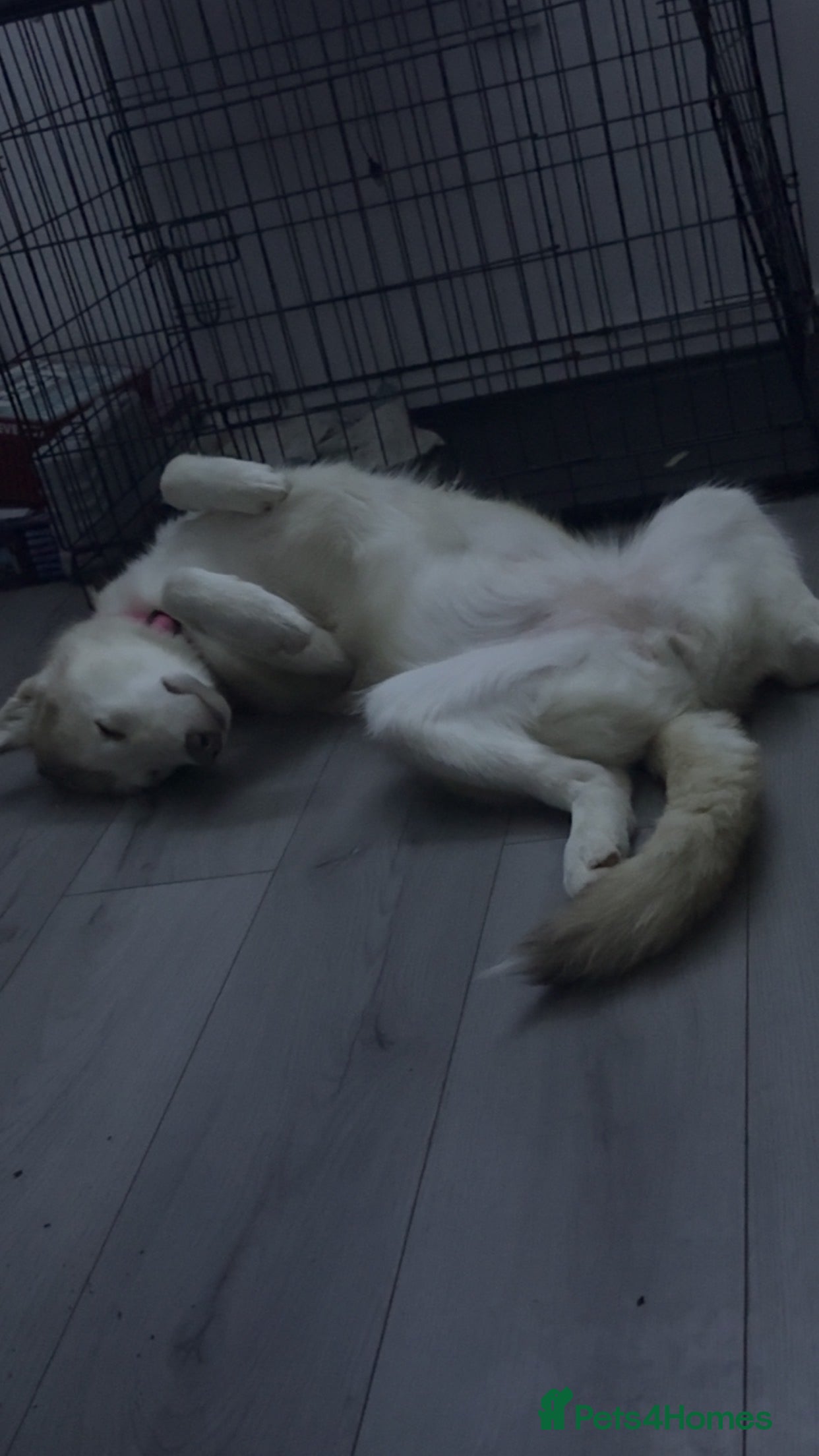 Mixed Breed dogs Minnie husky cross malamute  - Advert 1