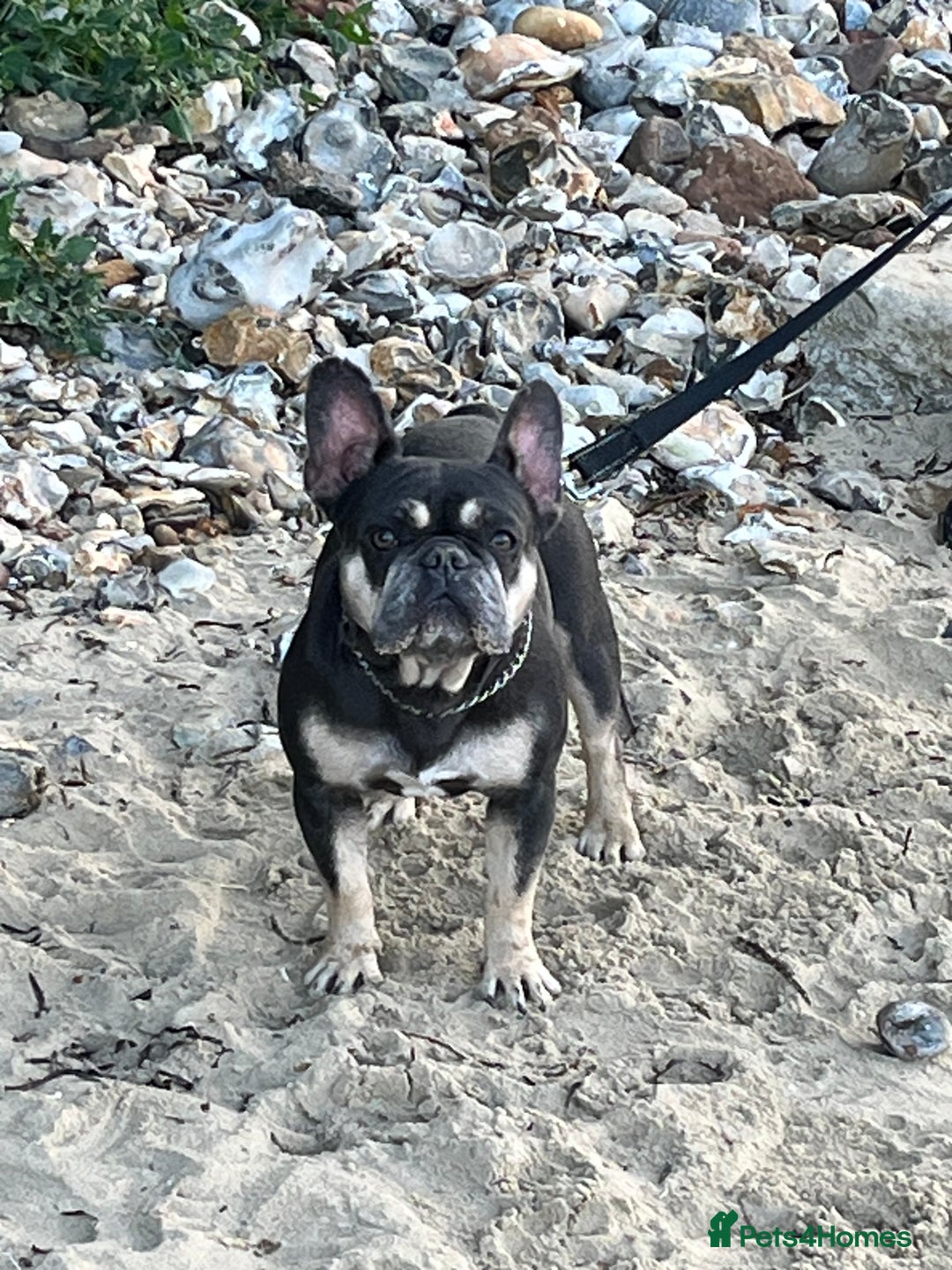 French Bulldog dogs for sale: DWKC Registered French Bulldog puppies for sale - Advert 25