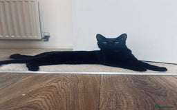 Domestic Shorthair cats for sale: 2 bonded cats for sale (Flora+Angus) in Milton Keynes - Image 3