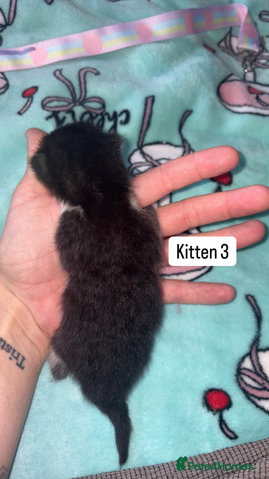 Domestic Shorthair cats for sale: 3 beautiful kittens - Image 13