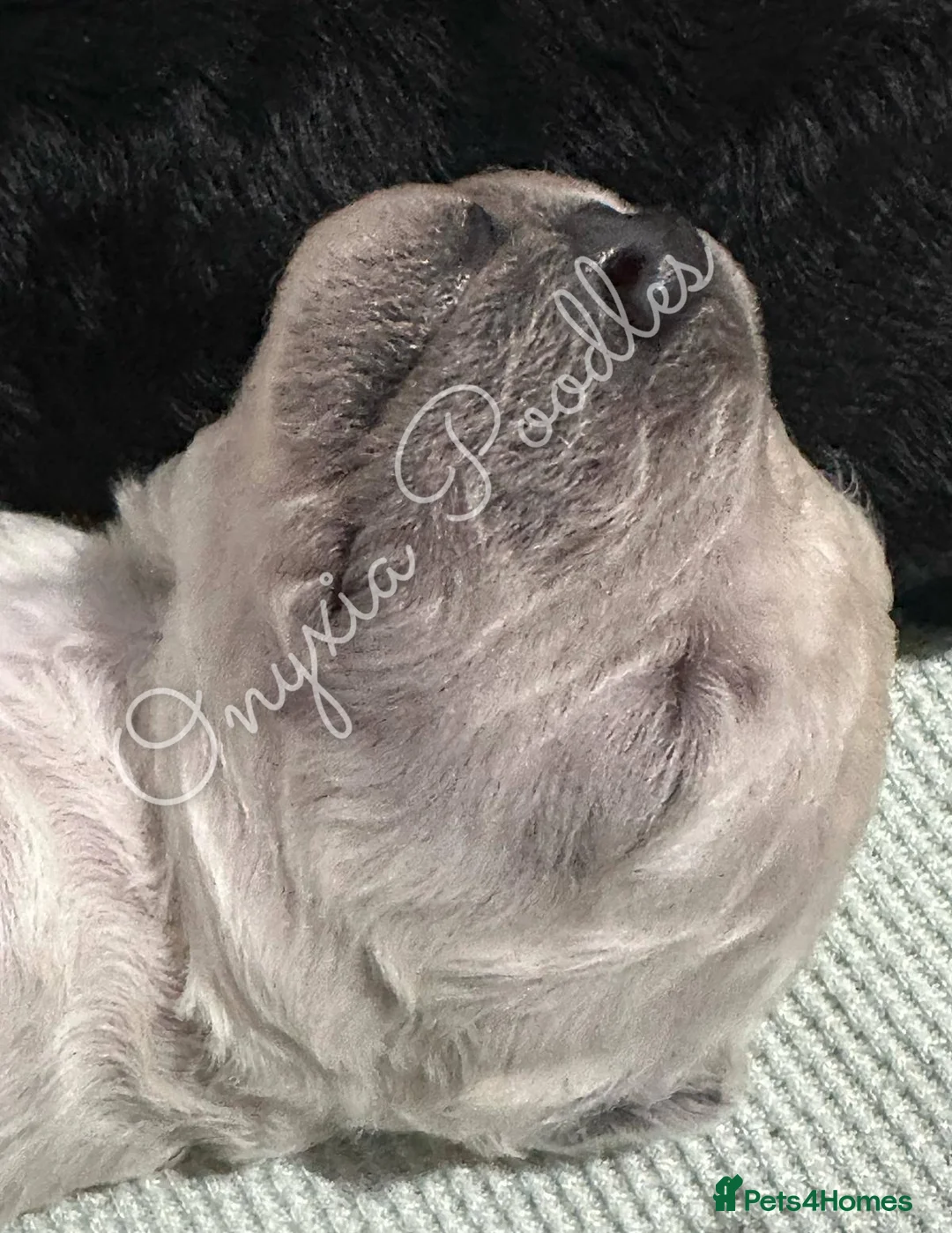 Standard Poodle dogs for sale: Stunning Litter of Standard Poodle Puppies! - Advert 5