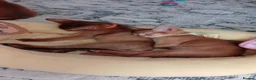 Abyssinian cats for sale: Abyssinian kittens for sale - Advert 19