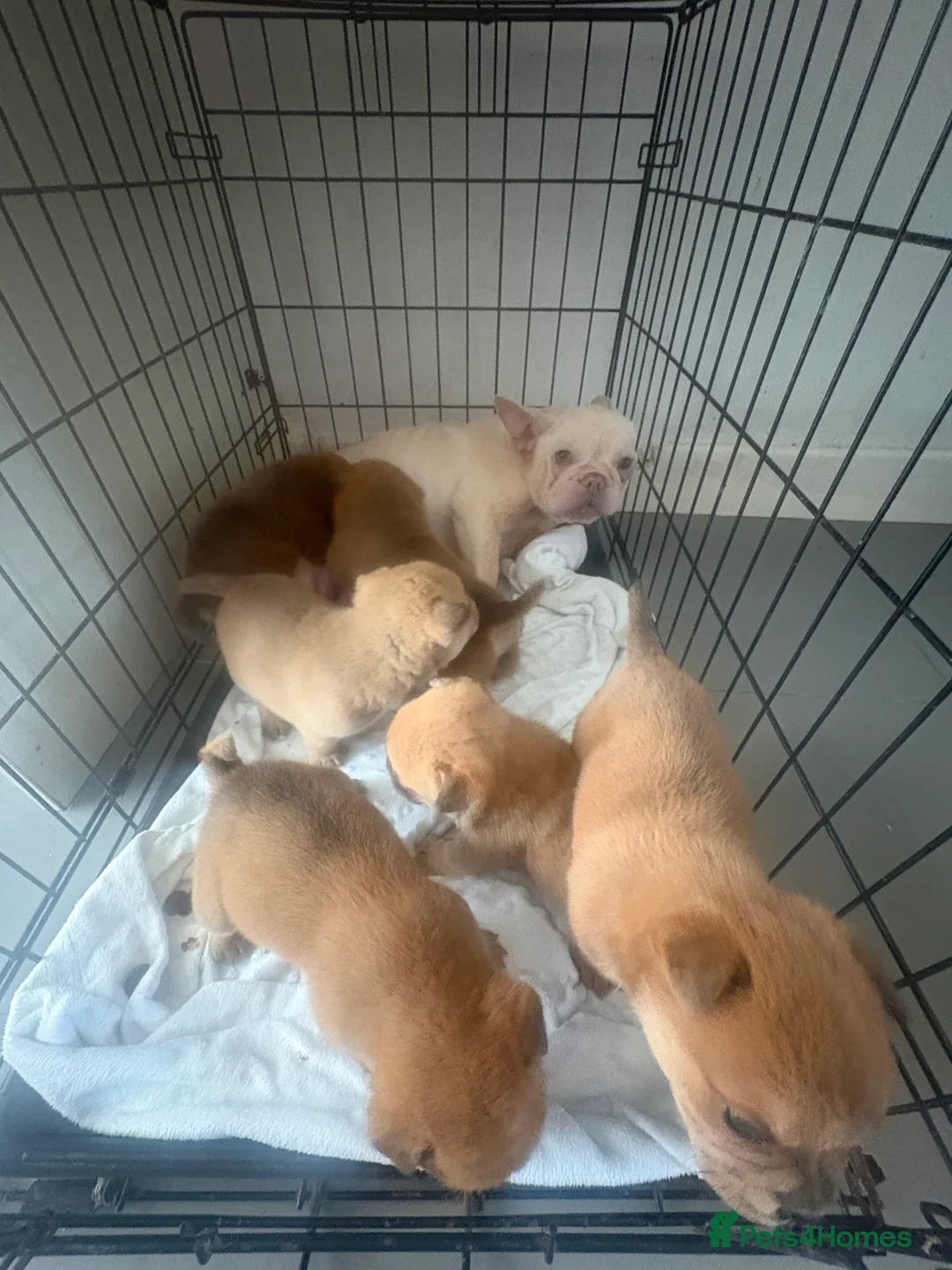 Mixed Breed dogs for sale: ** BEAR COAT FRENCHIES ** - Advert 28
