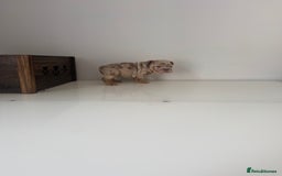 English Bulldog dogs for sale: 🏡 Ready to leave this Sunday 27.07.25 🏡 in Crawley - Image 17