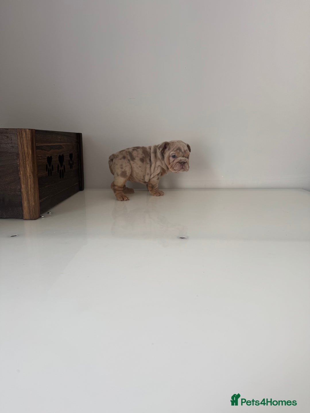 English Bulldog dogs for sale: 🏡 Ready to leave this Sunday 27.07.25 🏡 in Crawley - Image 17