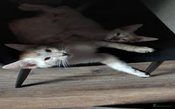 Bengal cats for sale: Snow bengal x seal point ragdoll kittens - Image 4