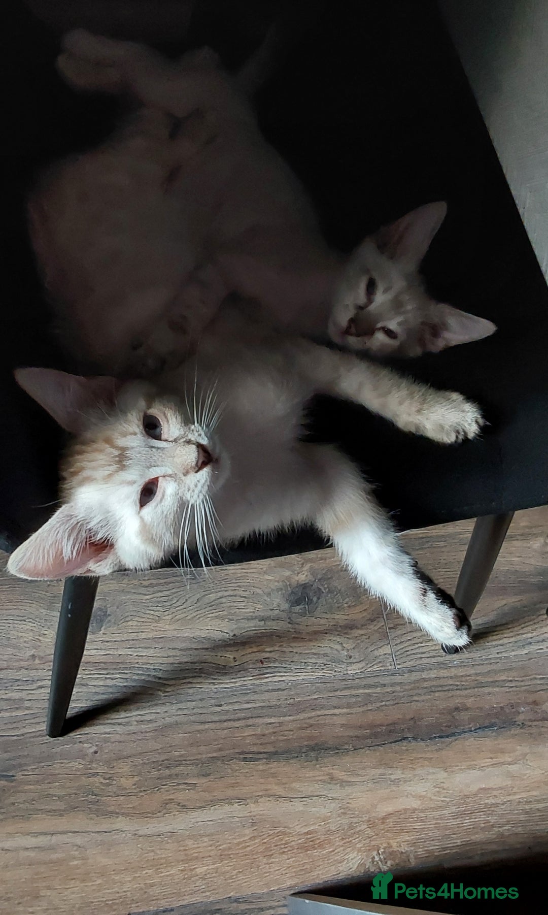 Bengal cats for sale: Snow bengal x seal point ragdoll kittens - Image 4