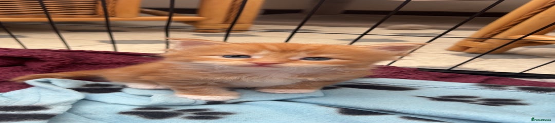 Pixi