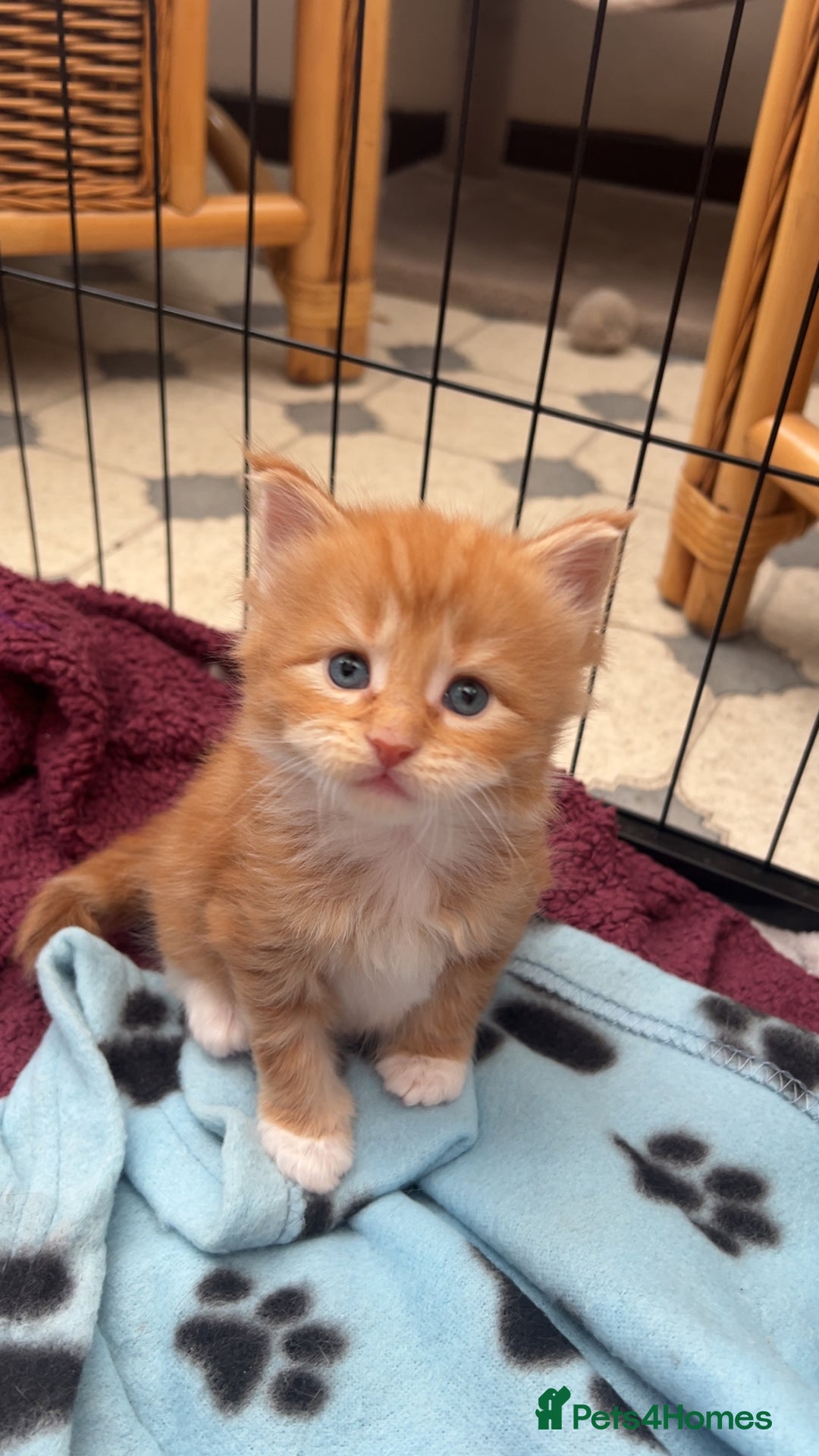 Maine Coon cats for sale: Maine Coon Kittens  - Image 14