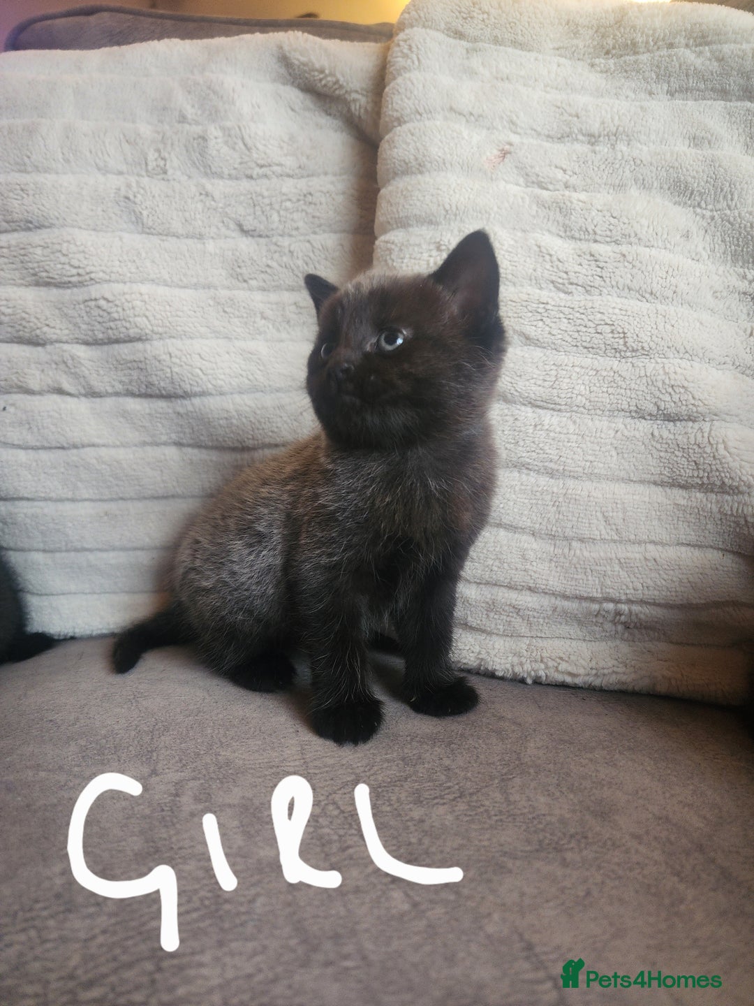 British Shorthair cats for sale: 5 beautiful british shorthair kittens - Image 7
