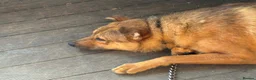 Mixed Breed dogs for adoption: Toffee - Norwich Norfolk  in Norwich - Advert 11