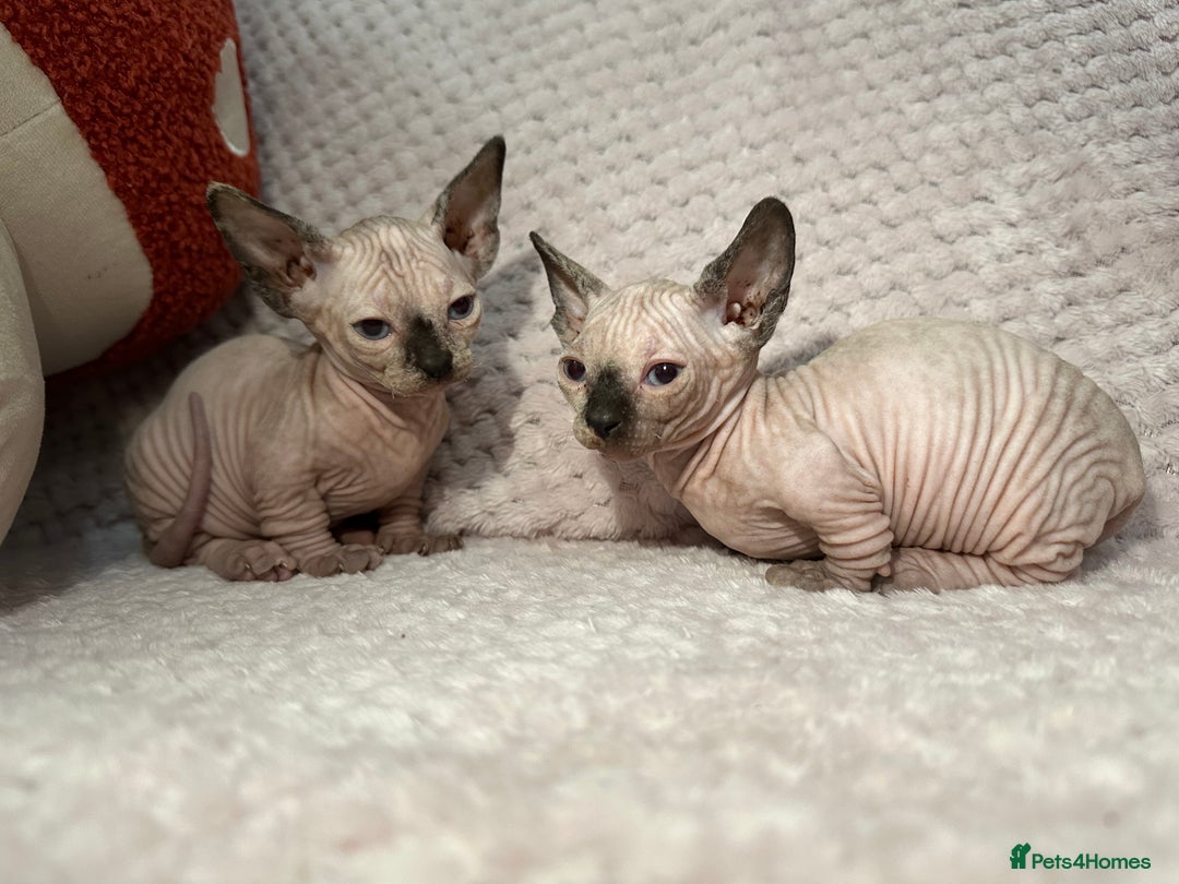 Sphynx cats for sale: Bambino kittens Ready now! - Advert 3