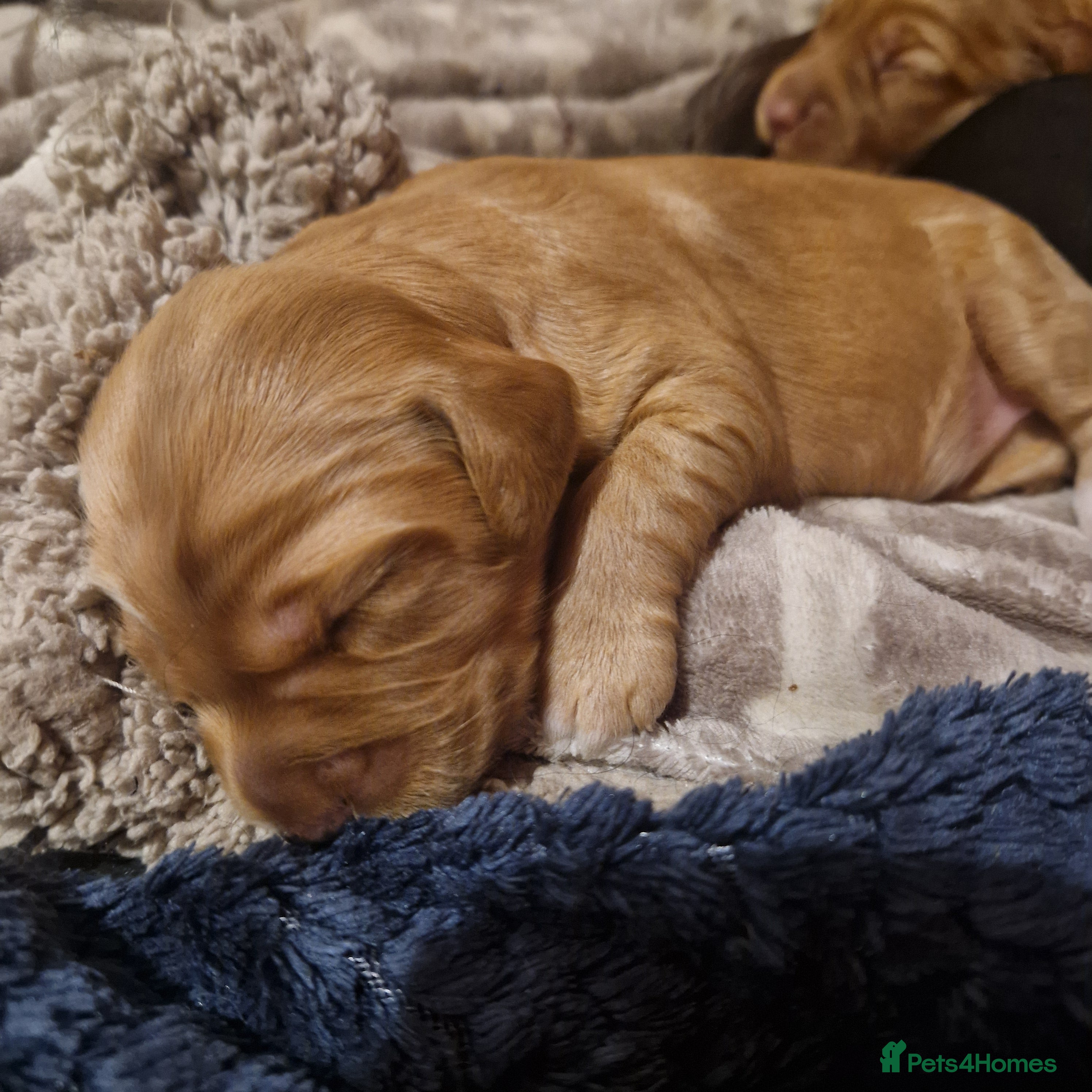 Cockapoo dogs 6 beautiful F2 cockapoos for sale!    - Advert 5