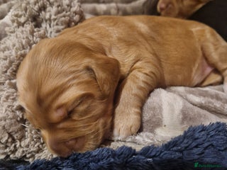 Cockapoo dogs 6 beautiful F2 cockapoos for sale! - Advert 2