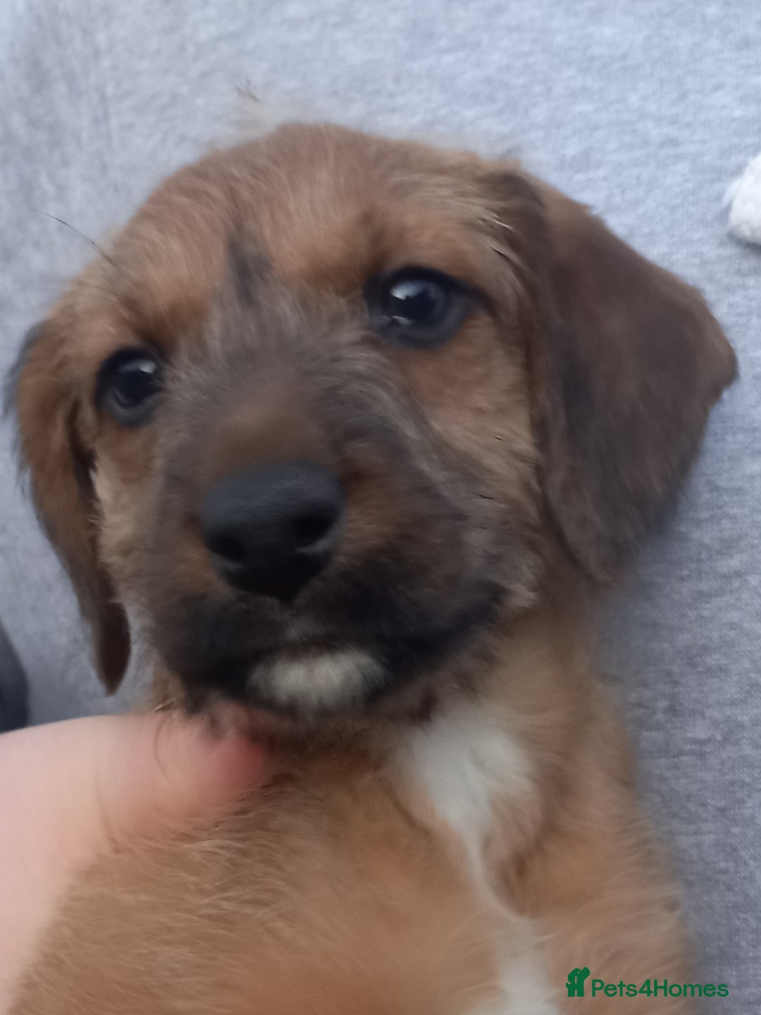 Bedlington Terrier dogs for sale: 7/8 Bedlington 1/8 whippet puppies  - Advert 5