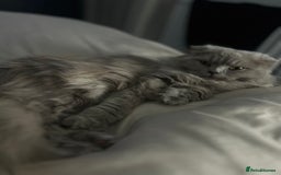 Scottish Fold cats for sale: Female scottish fold  - Image 5