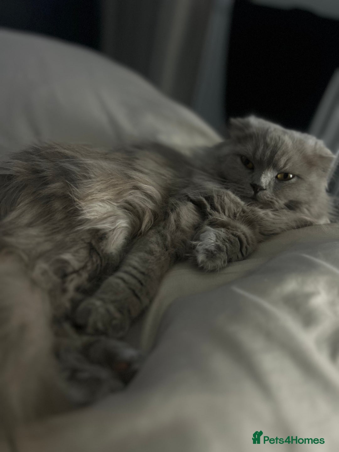 Scottish Fold cats for sale: Female scottish fold  - Image 5