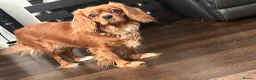 Cavapoo dogs for sale: Fully Health Tested F1 Cavapoo’s  - Advert 8